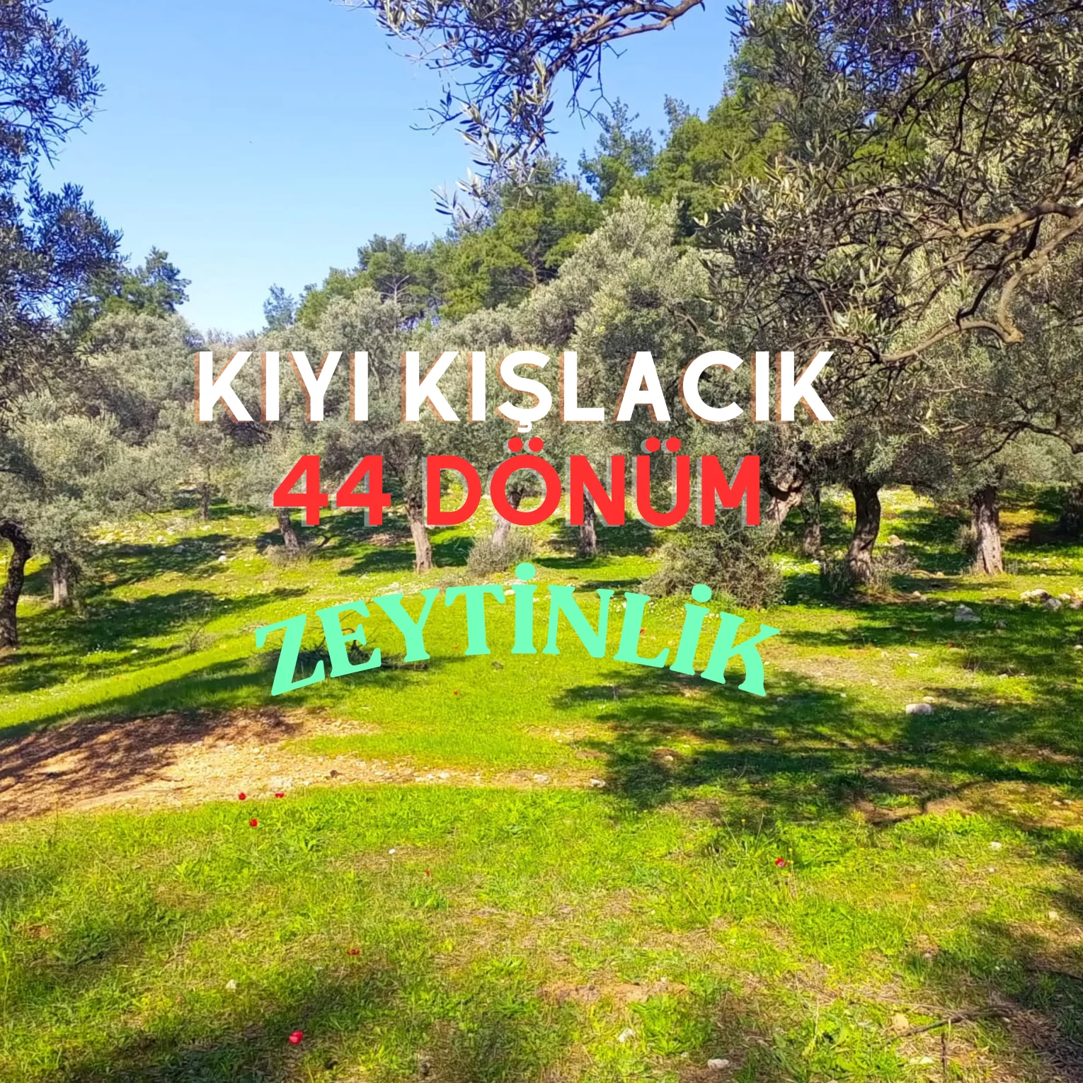 KIYI KIŞLACIK’TA DENİZ MANZARALI 44 DÖNÜM ZEYTİNLİK TARLA