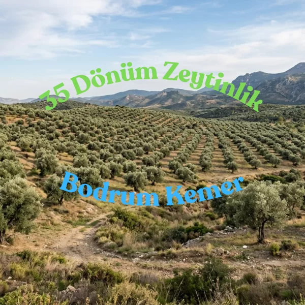 Bodrum Kemer’de Tek Tapu 35 Dönüm | 600 Verimli Zeytin Ağacı | Yıllık Gelir Potansiyelli Yatırım