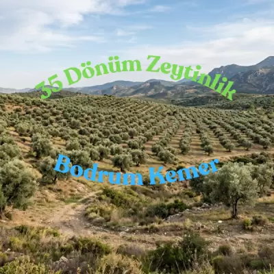 Bodrum Kemer’de Tek Tapu 35 Dönüm | 600 Verimli Zeytin Ağacı | Yıllık Gelir Potansiyelli Yatırım